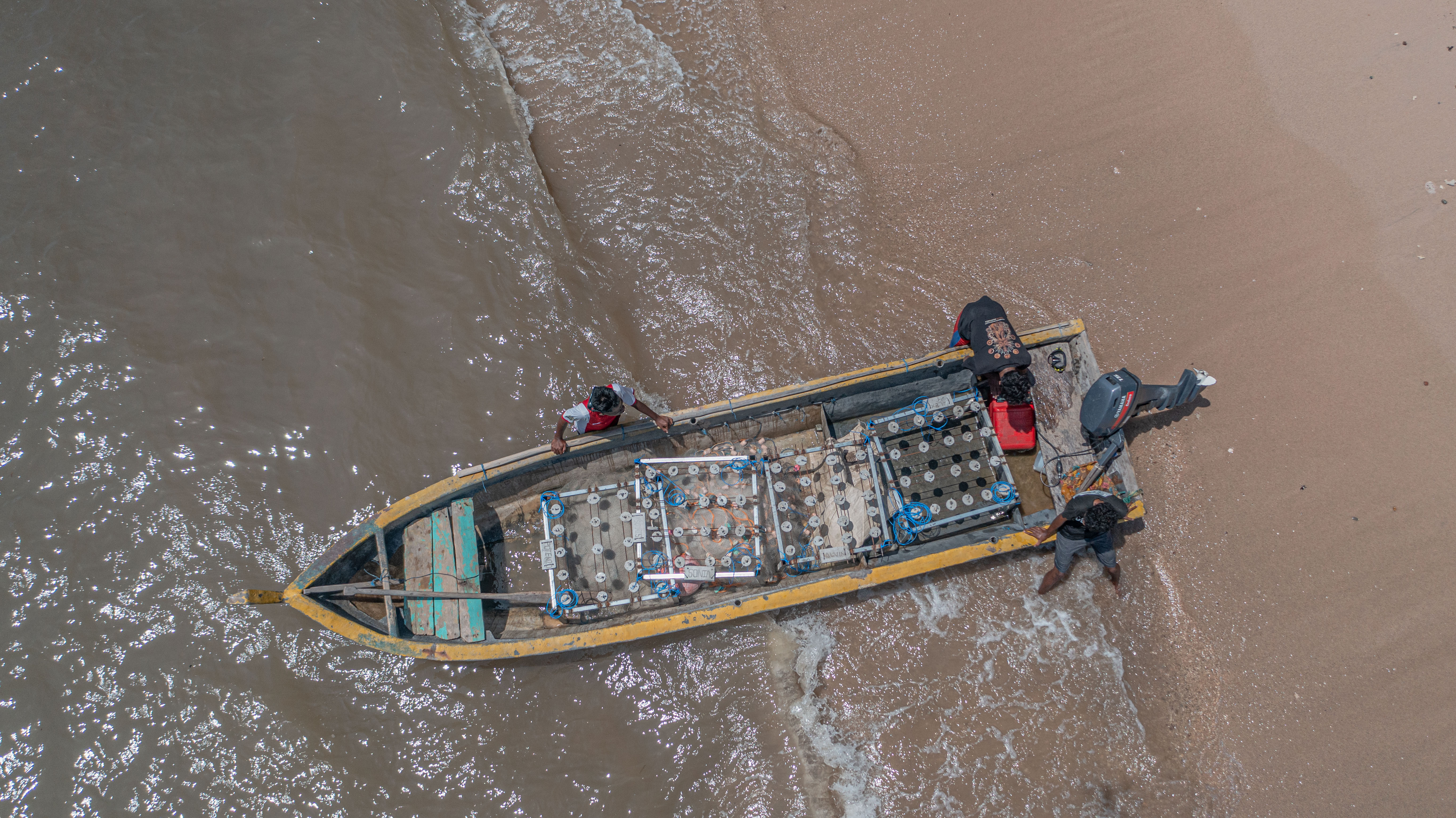 Coral farming progress