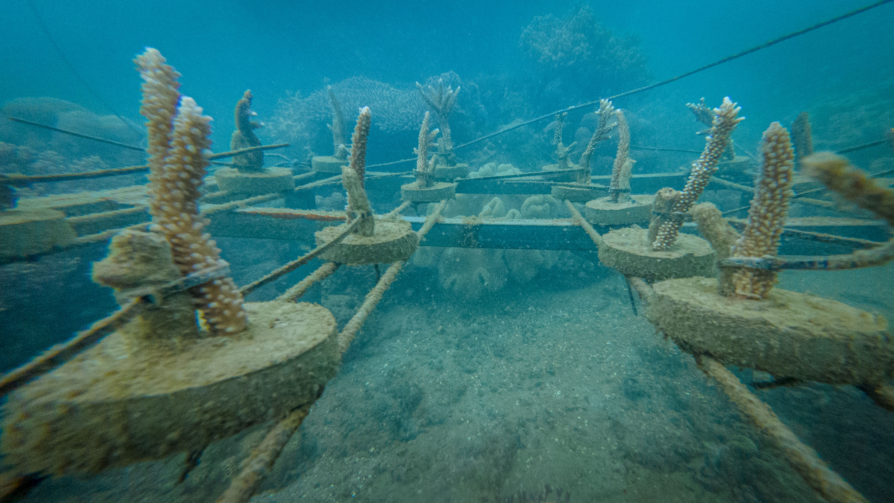Coral farming progress