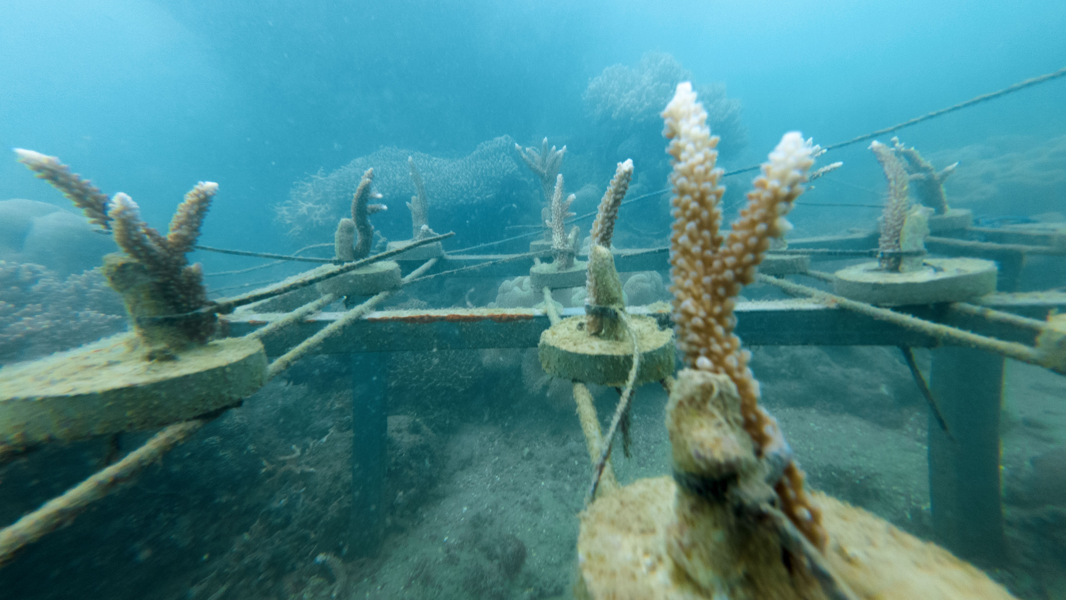 Coral farming progress