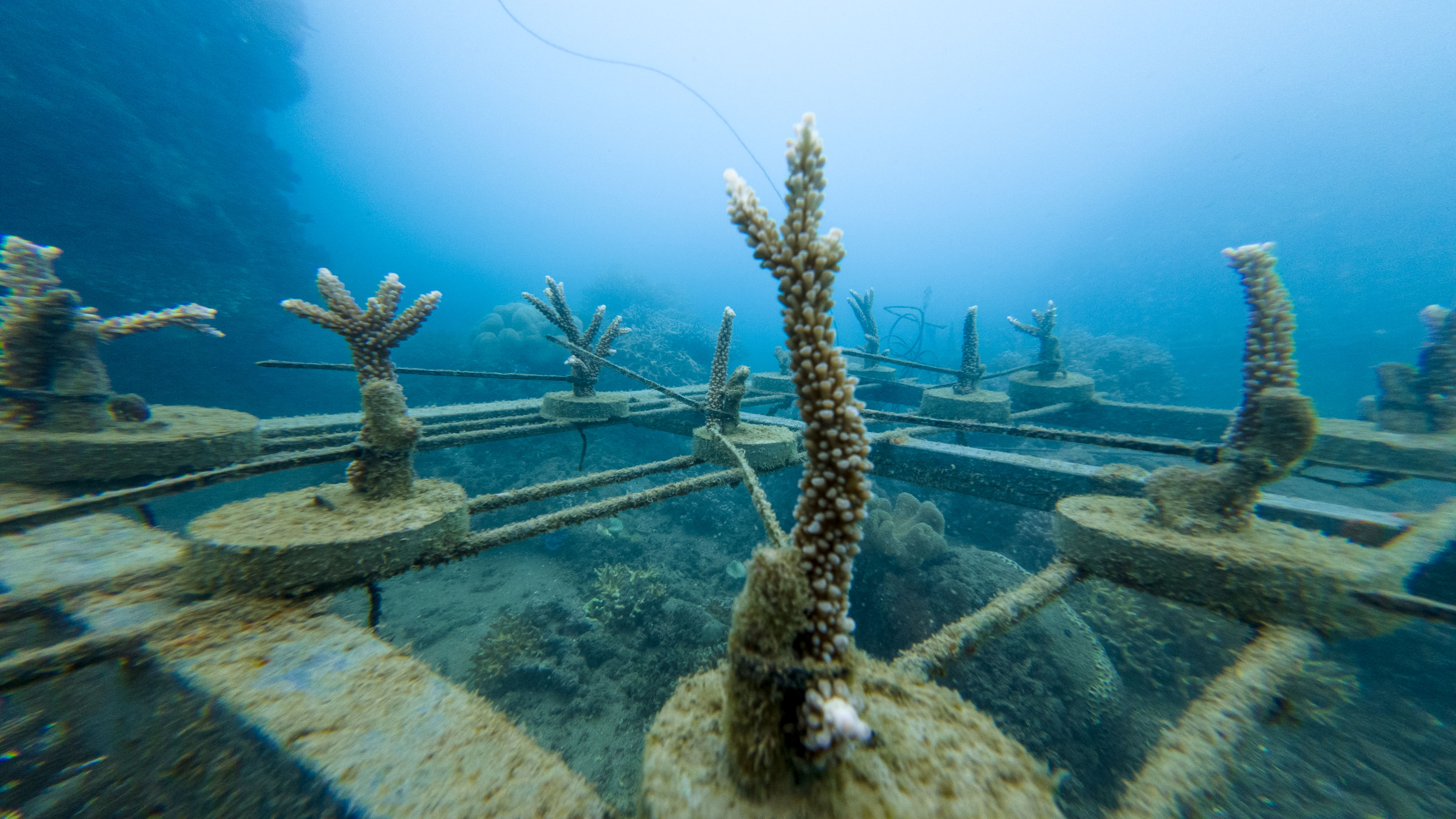 Coral farming progress
