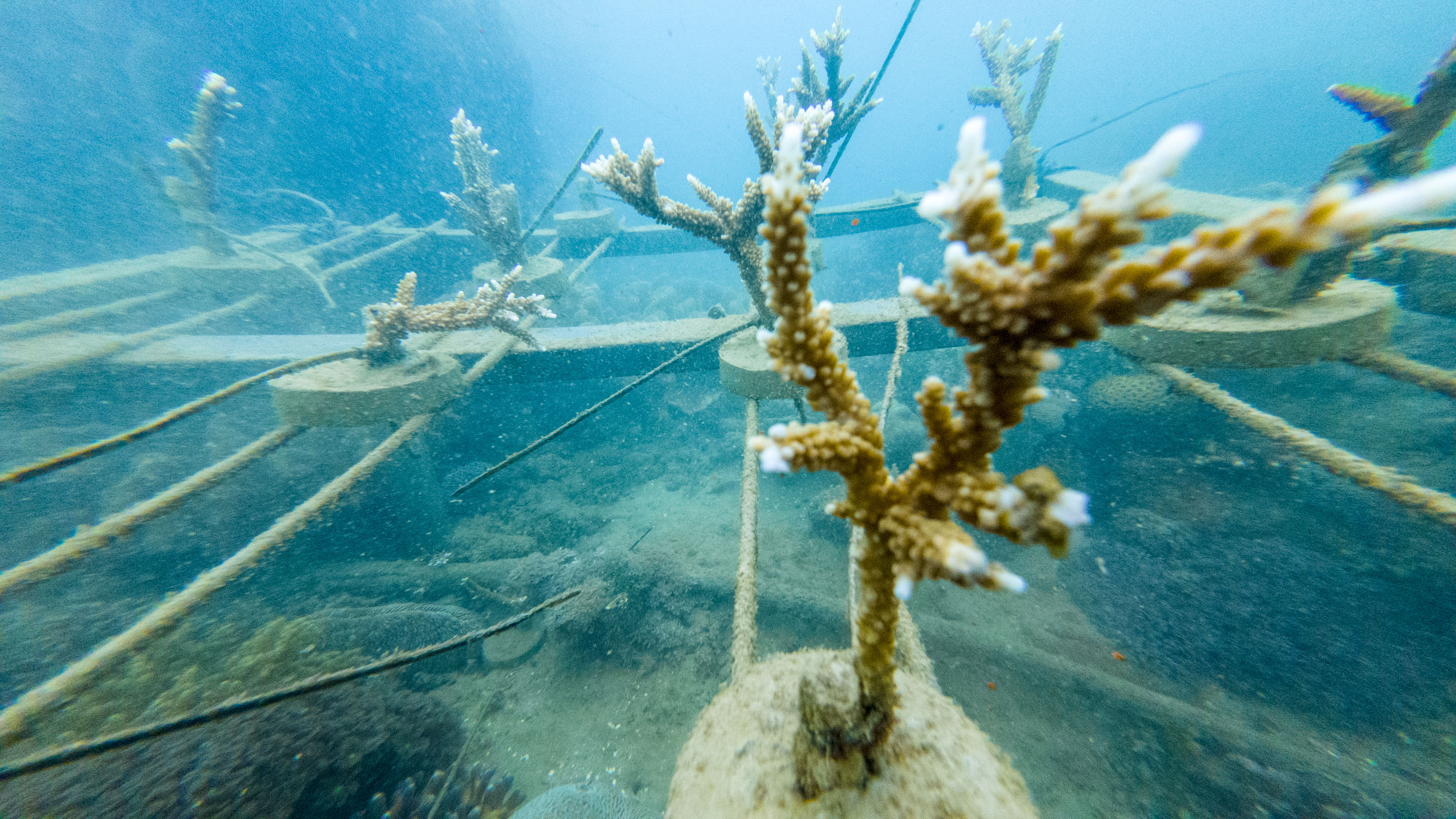 Coral farming progress