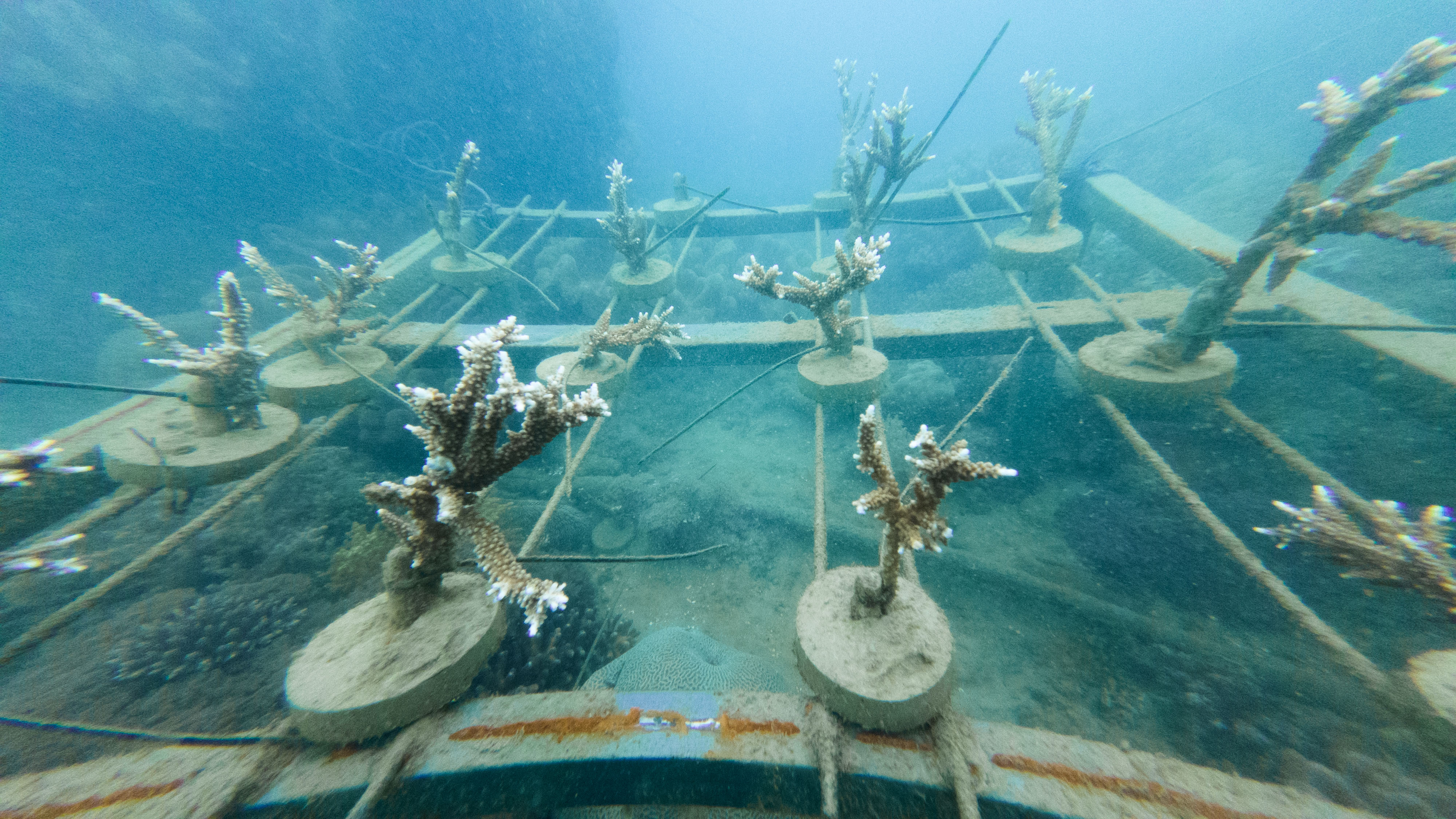 Coral farming progress