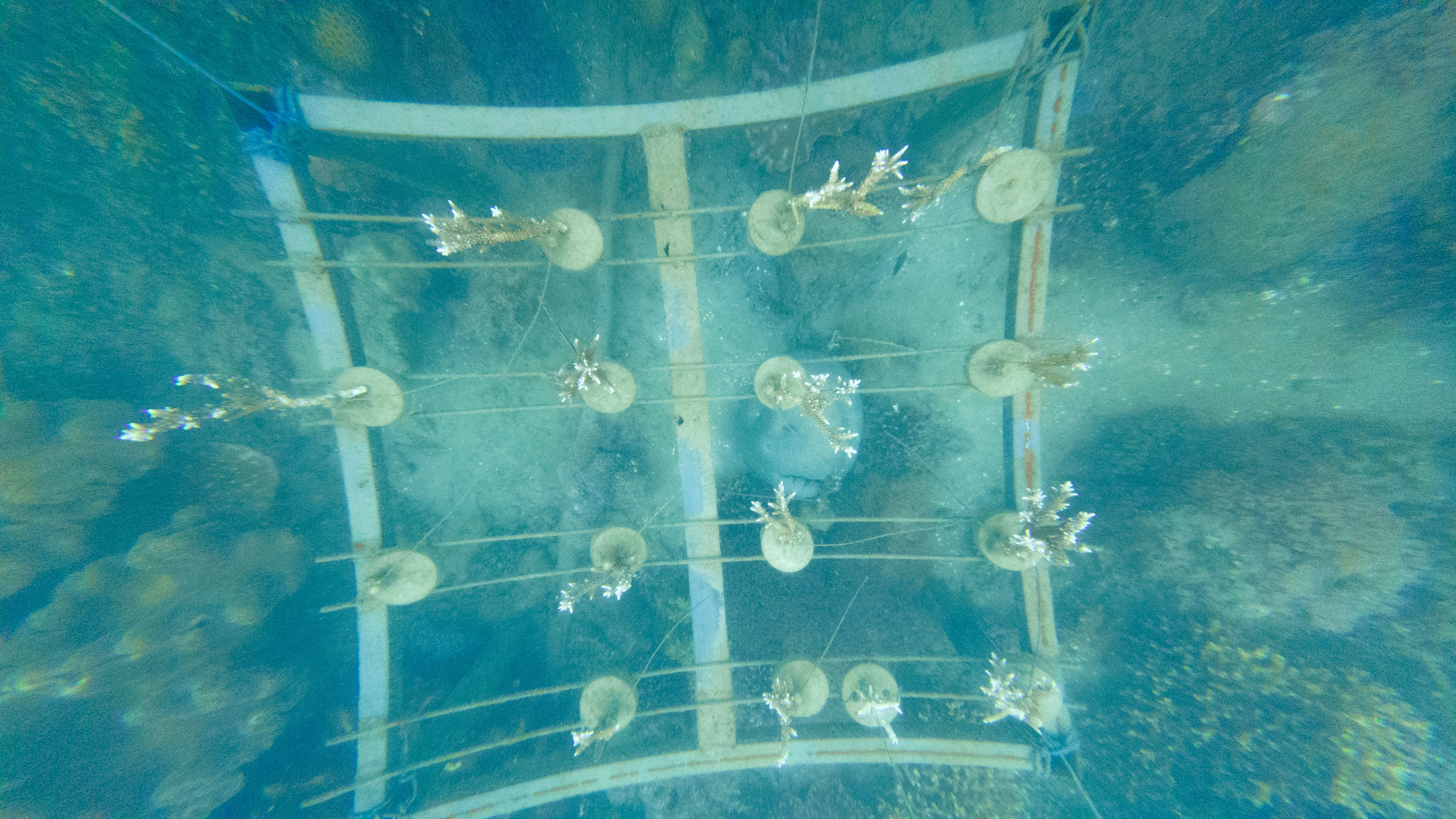 Coral farming progress