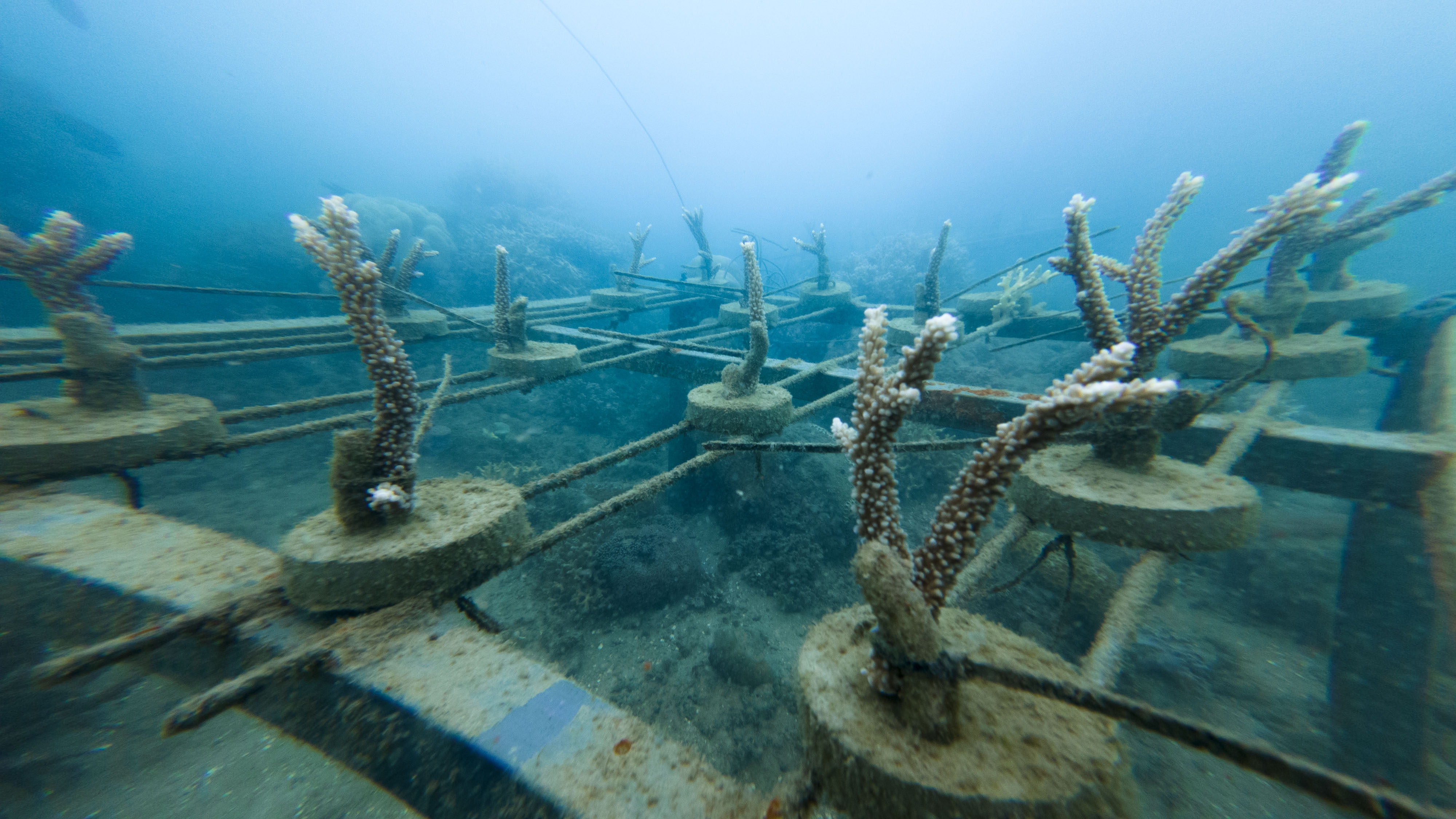 Coral farming progress