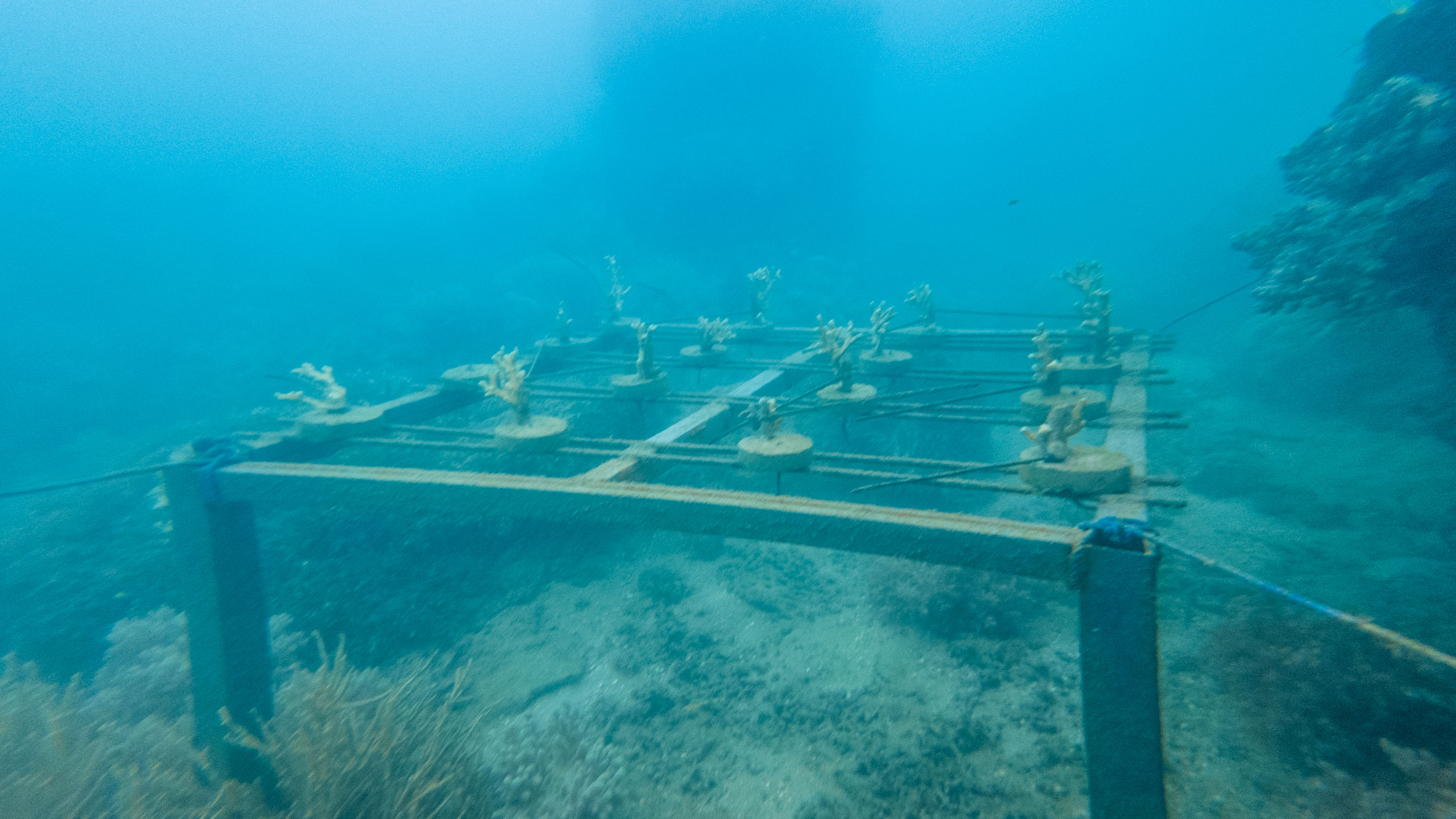 Coral farming progress