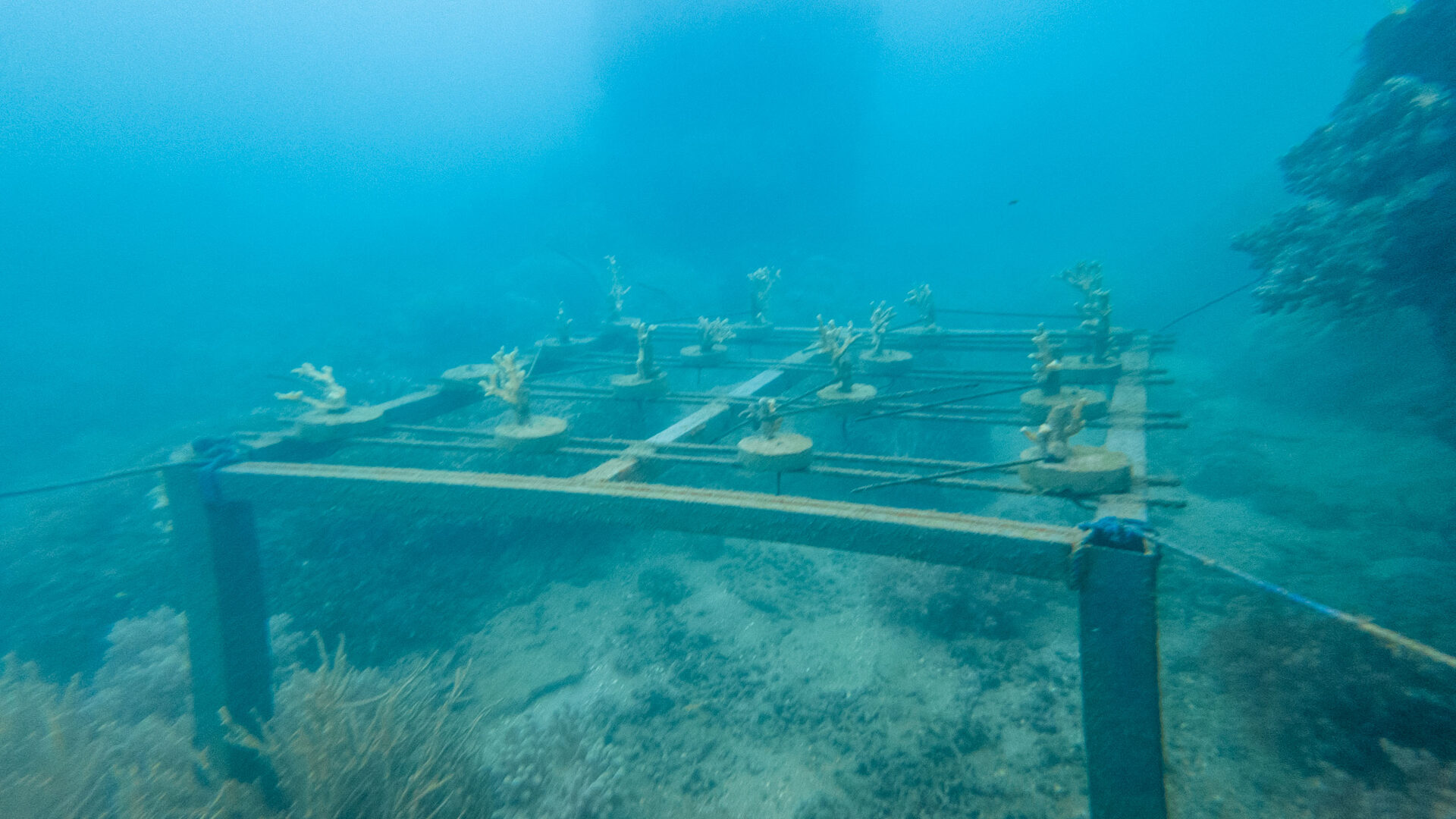 Coral farming progress