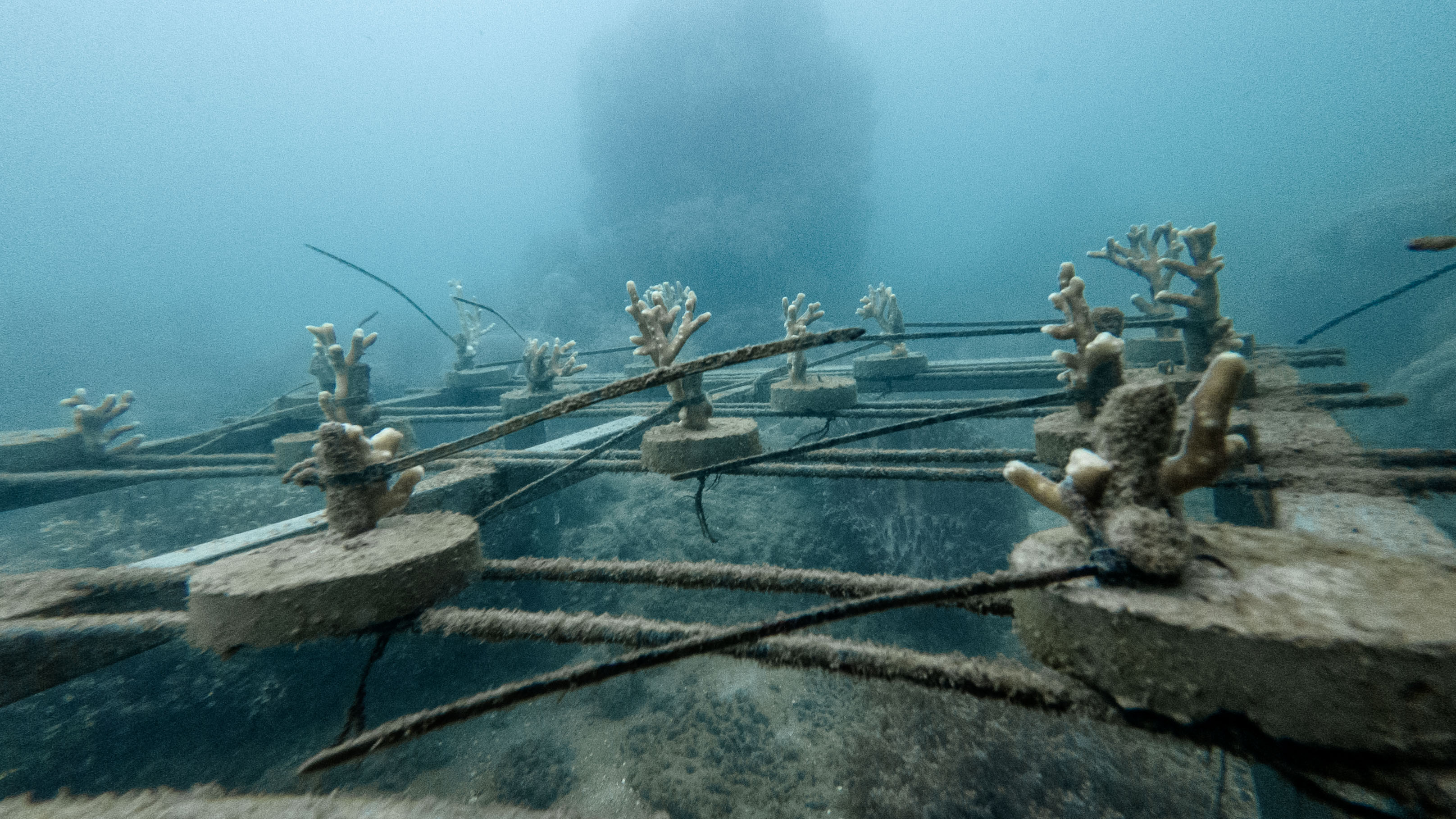 Coral farming progress