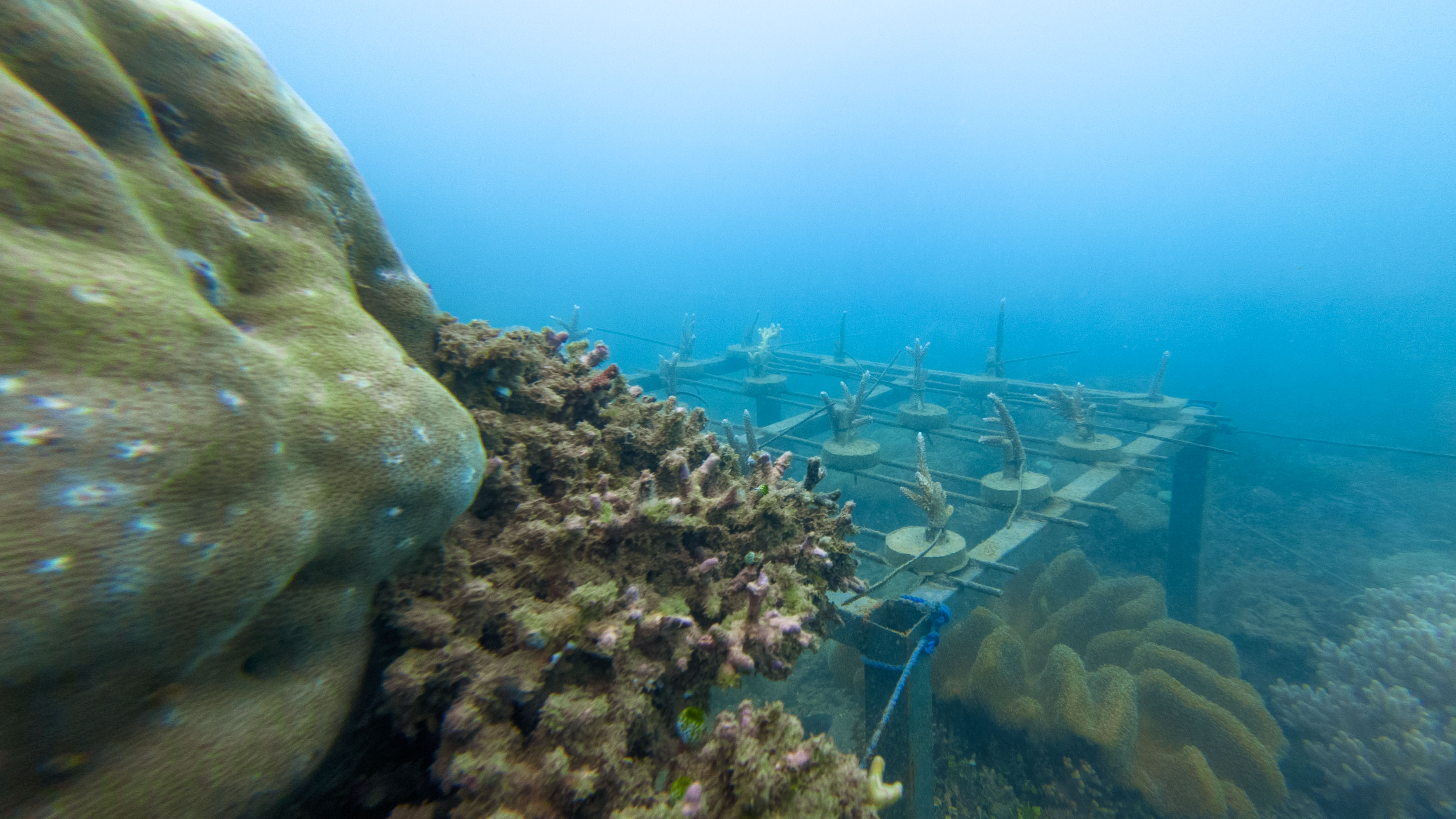 Coral farming progress