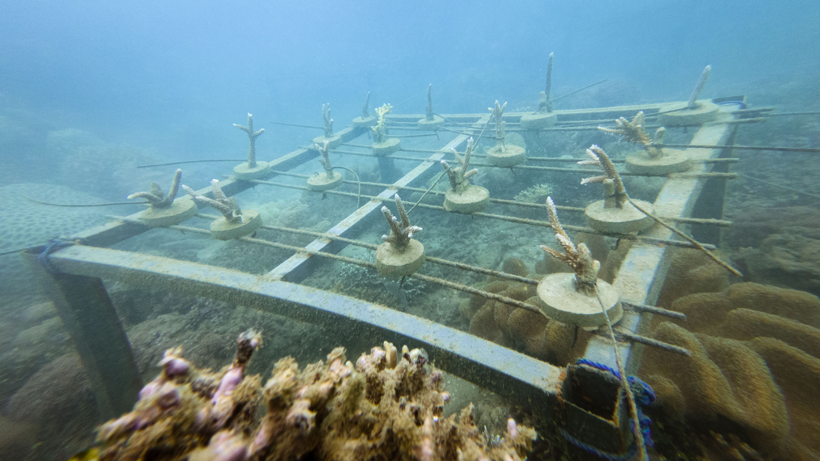 Coral farming progress