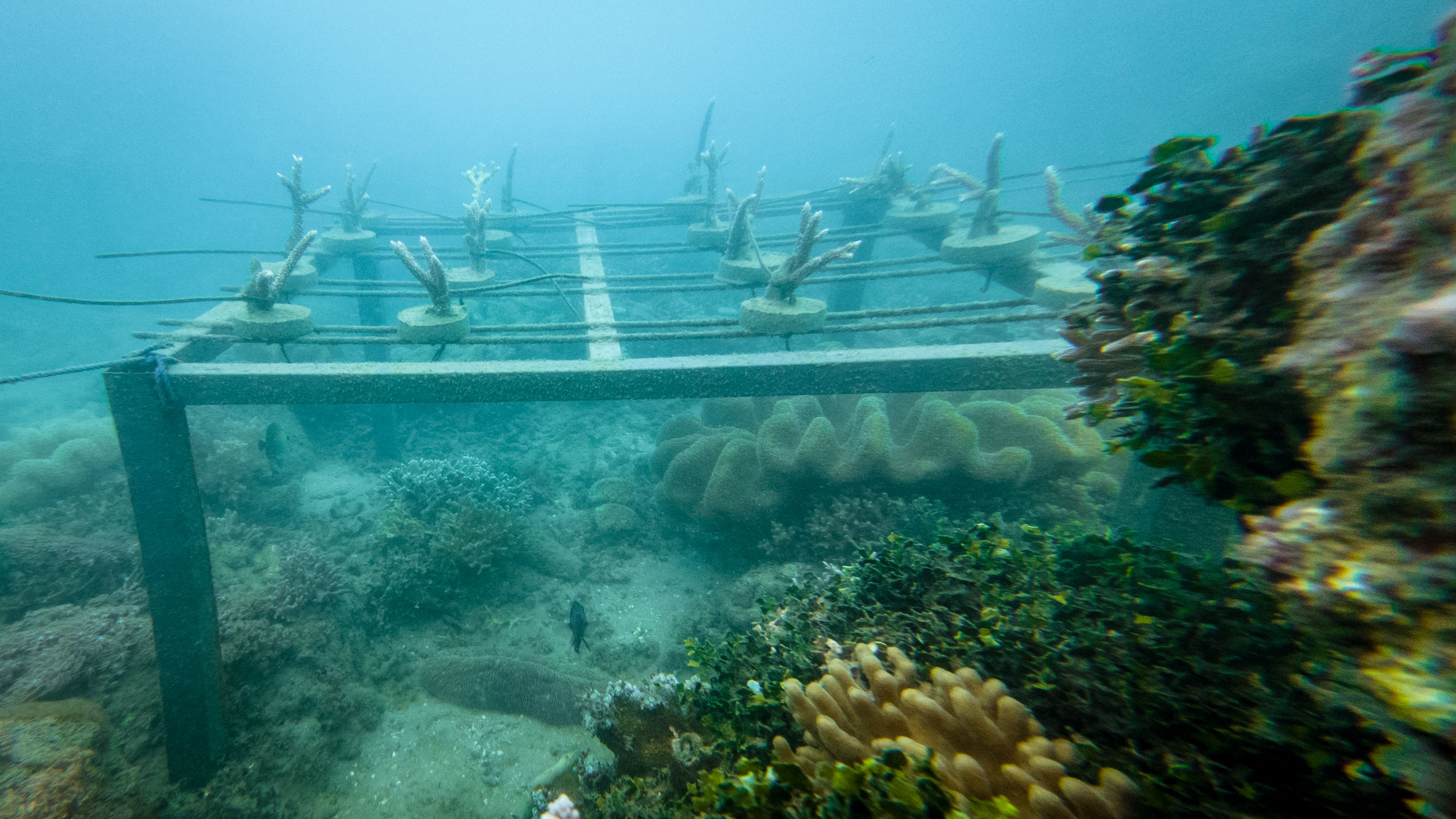 Coral farming progress