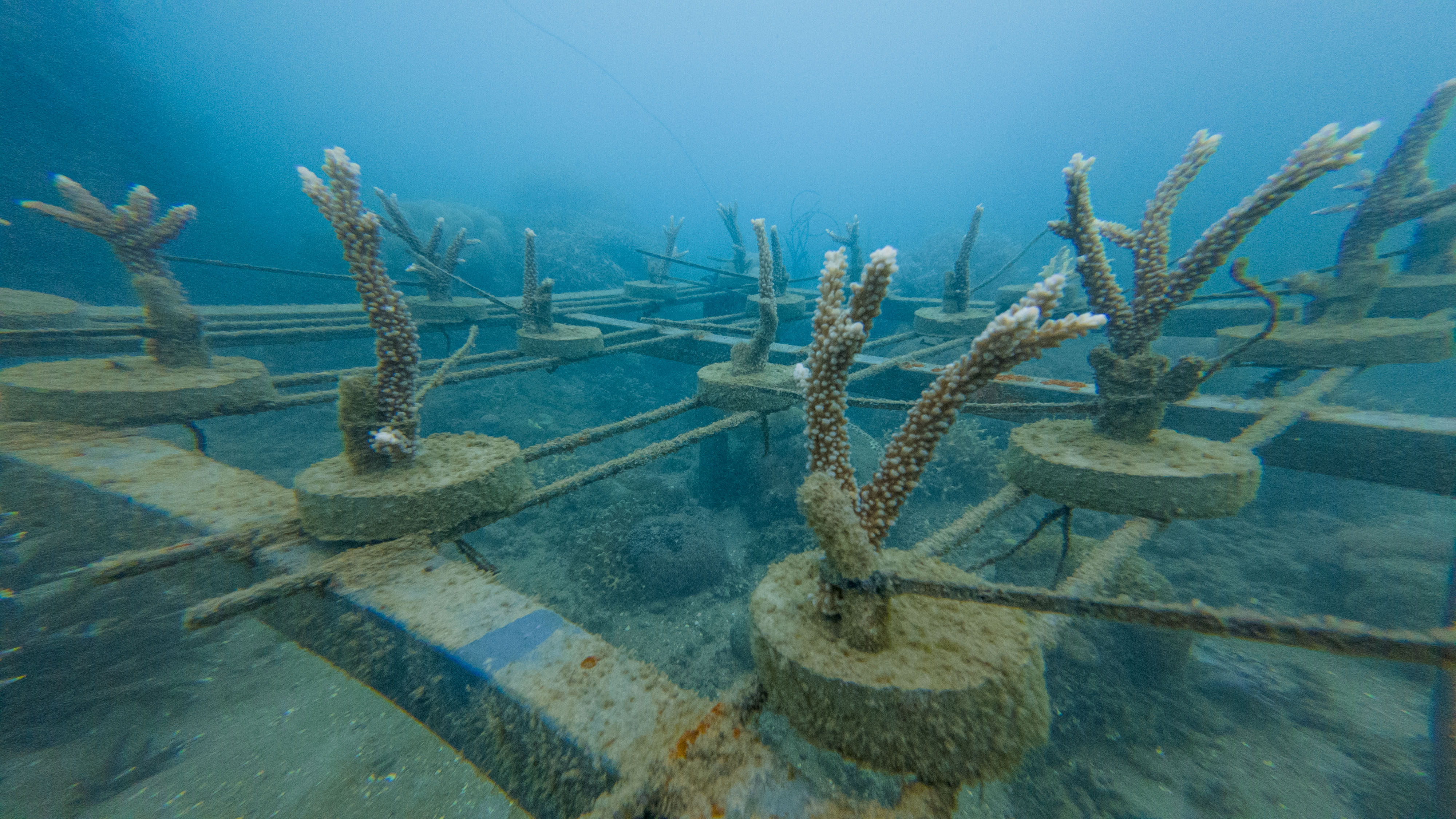 Coral farming progress
