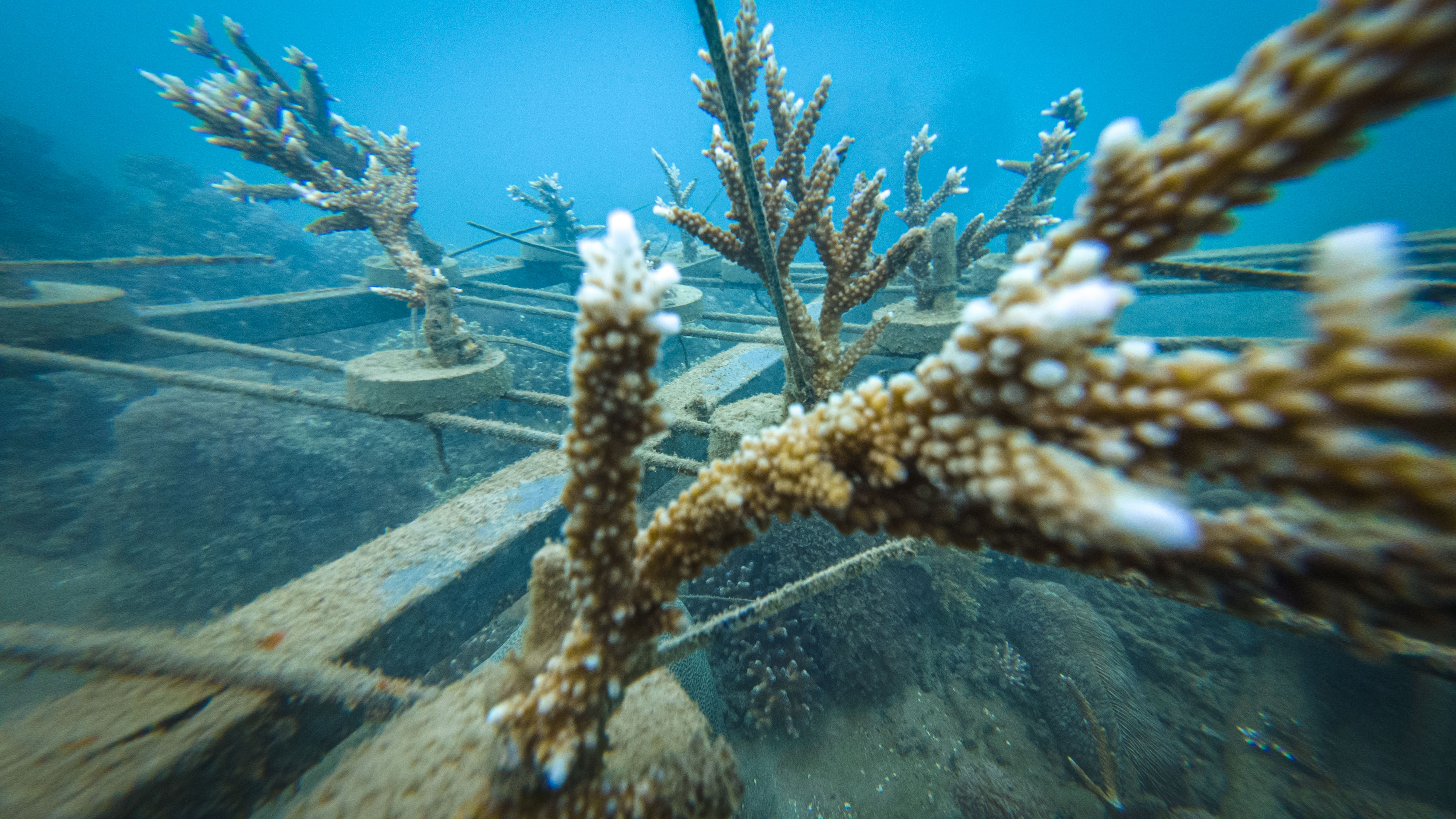 Coral farming progress