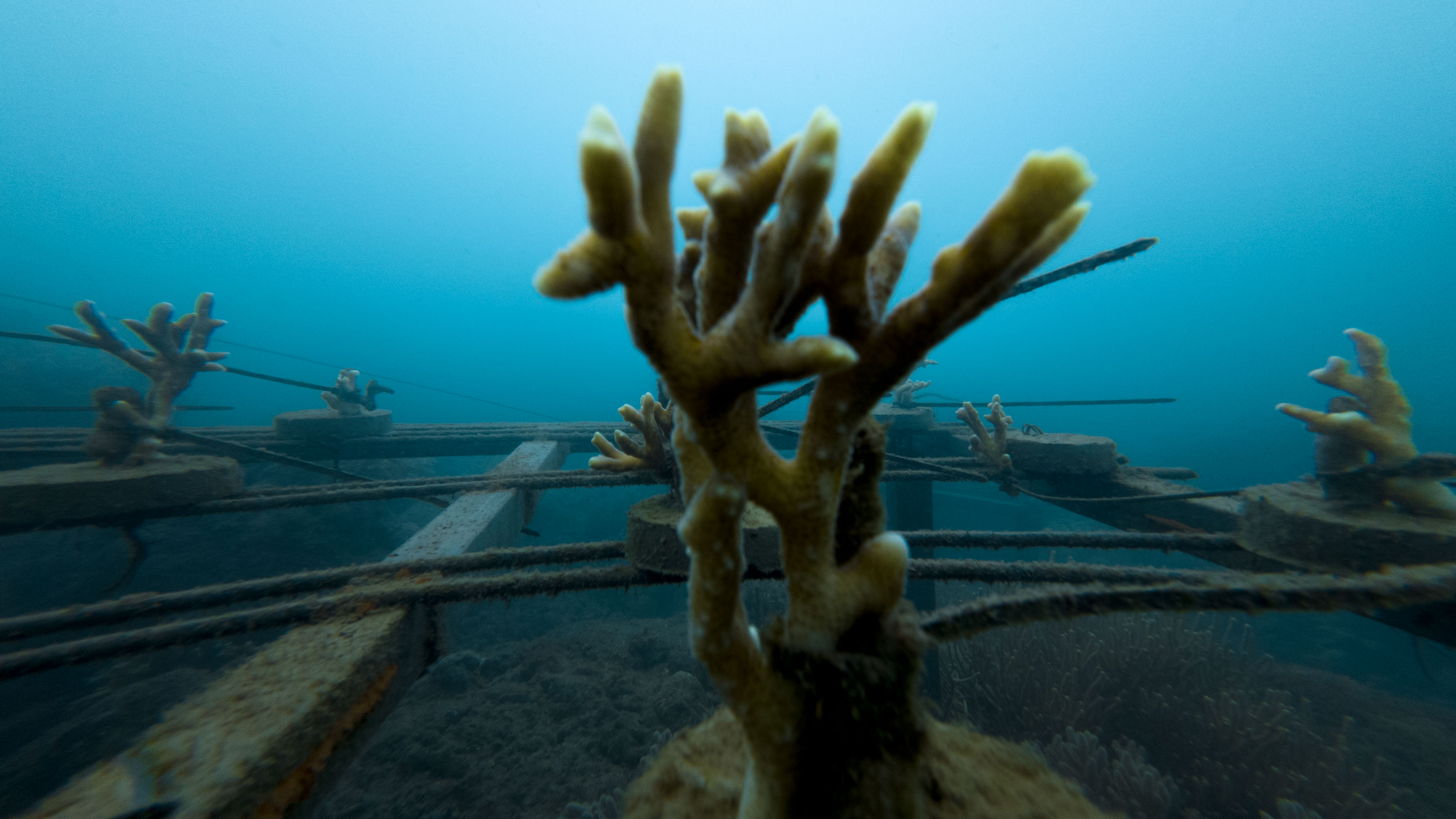 Coral farming progress