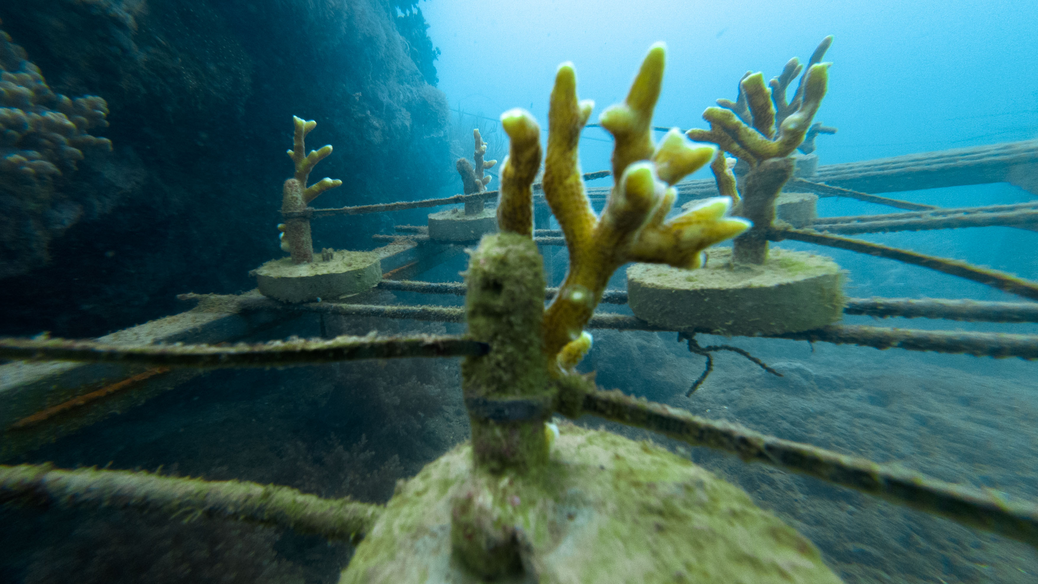 Coral farming progress