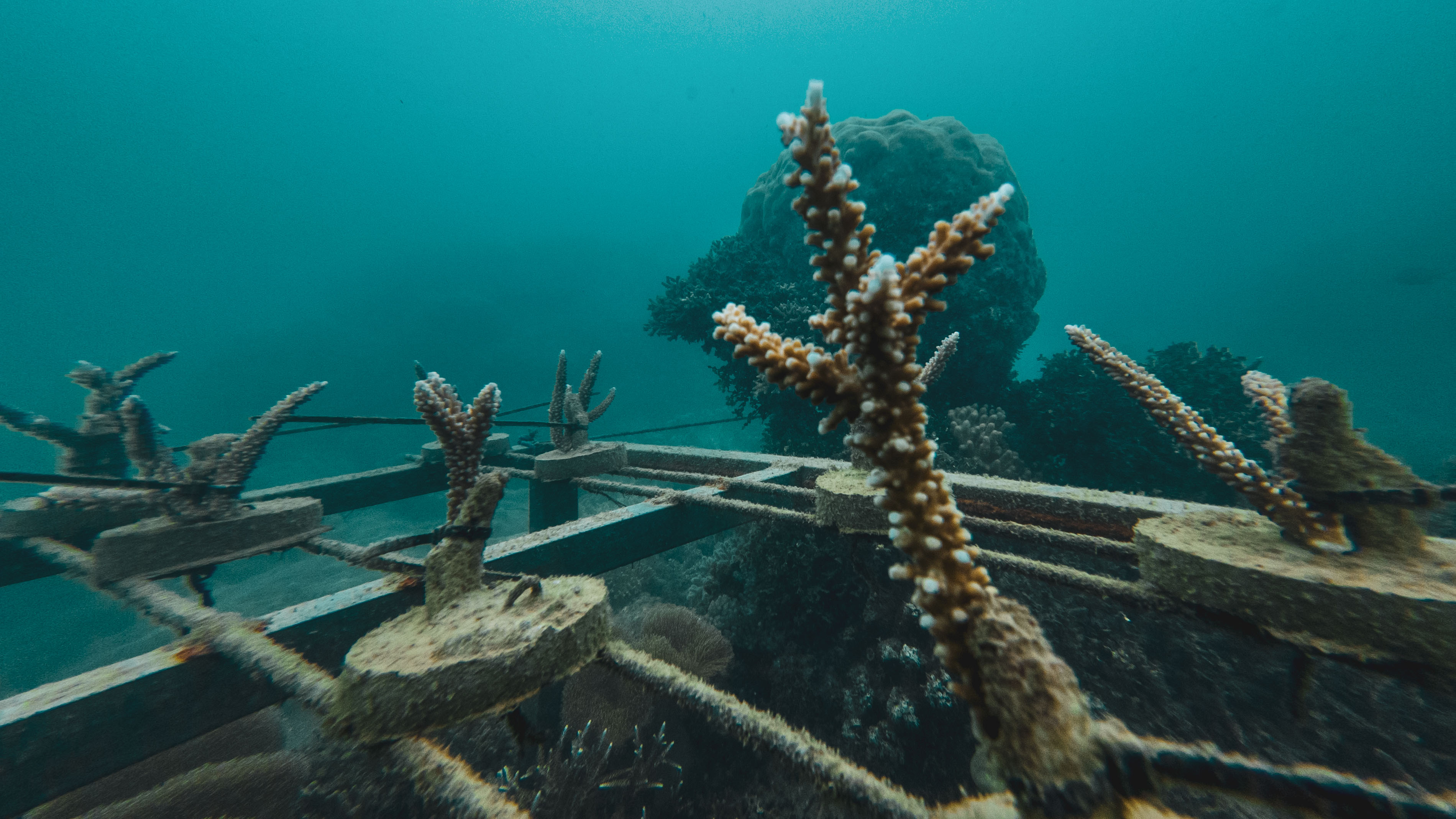Coral farming progress