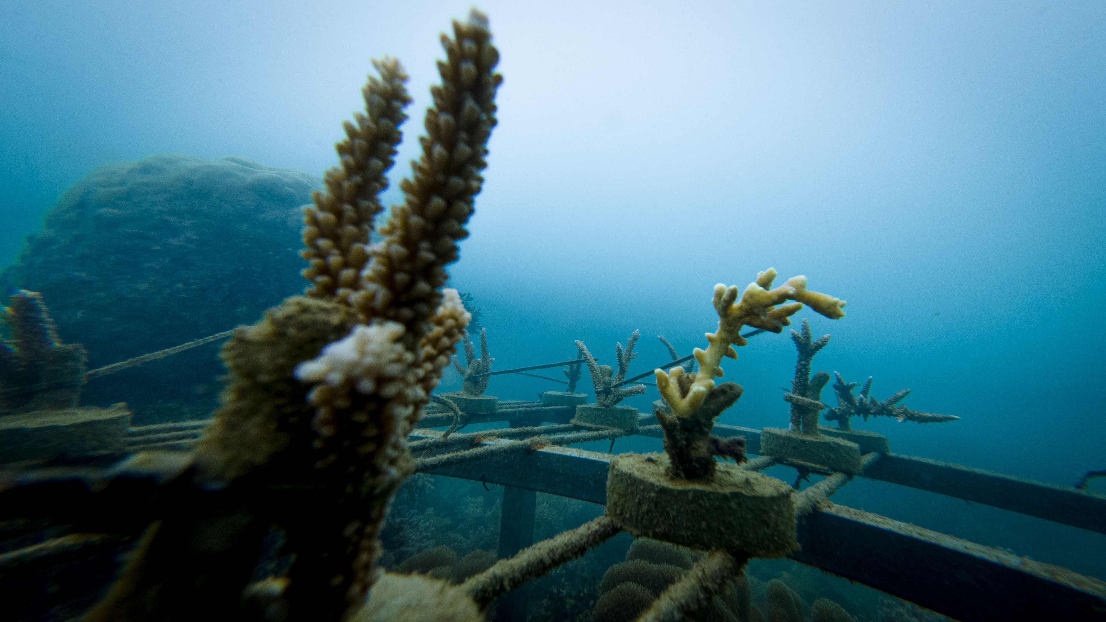 Coral farming progress