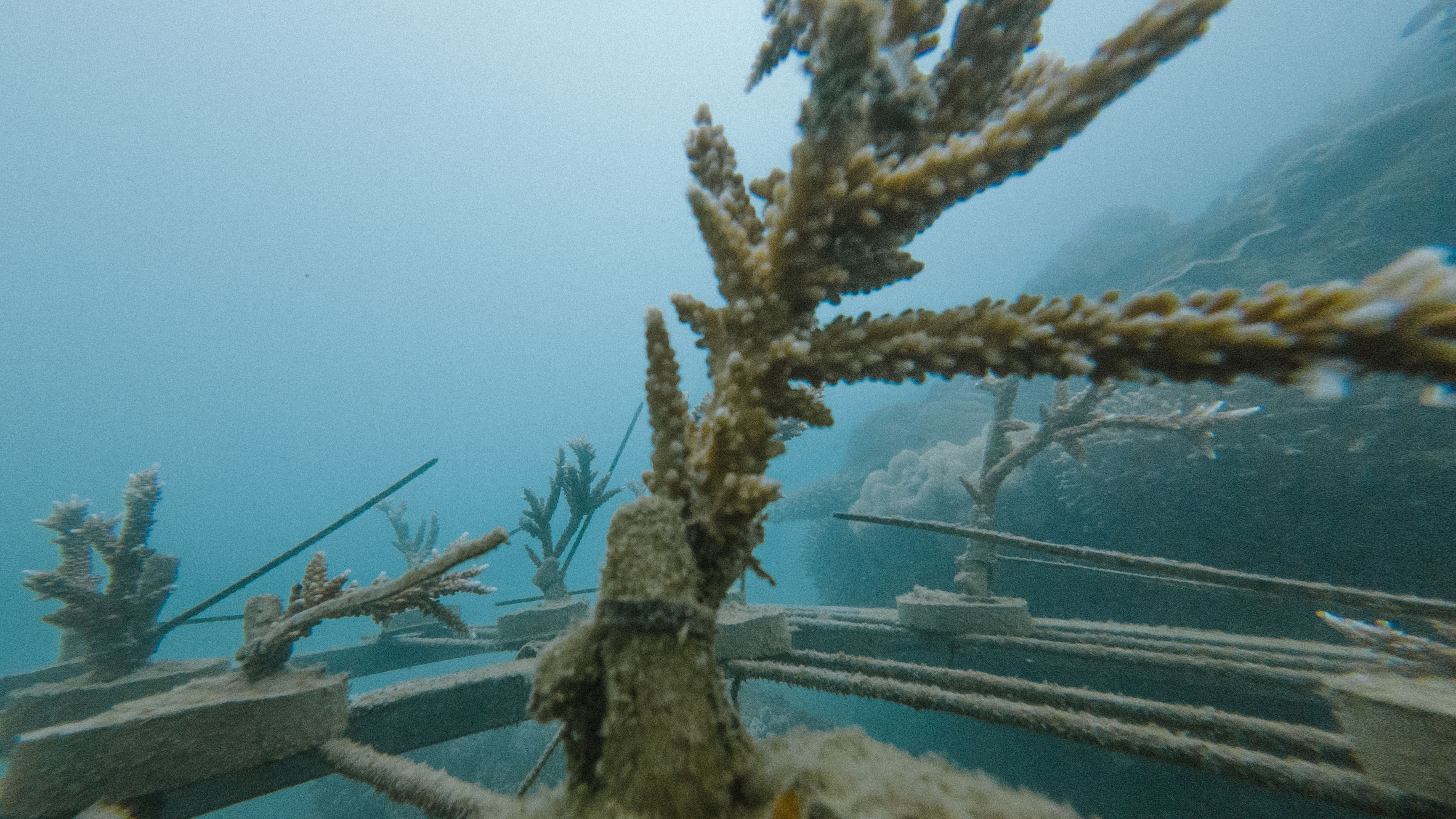 Coral farming progress