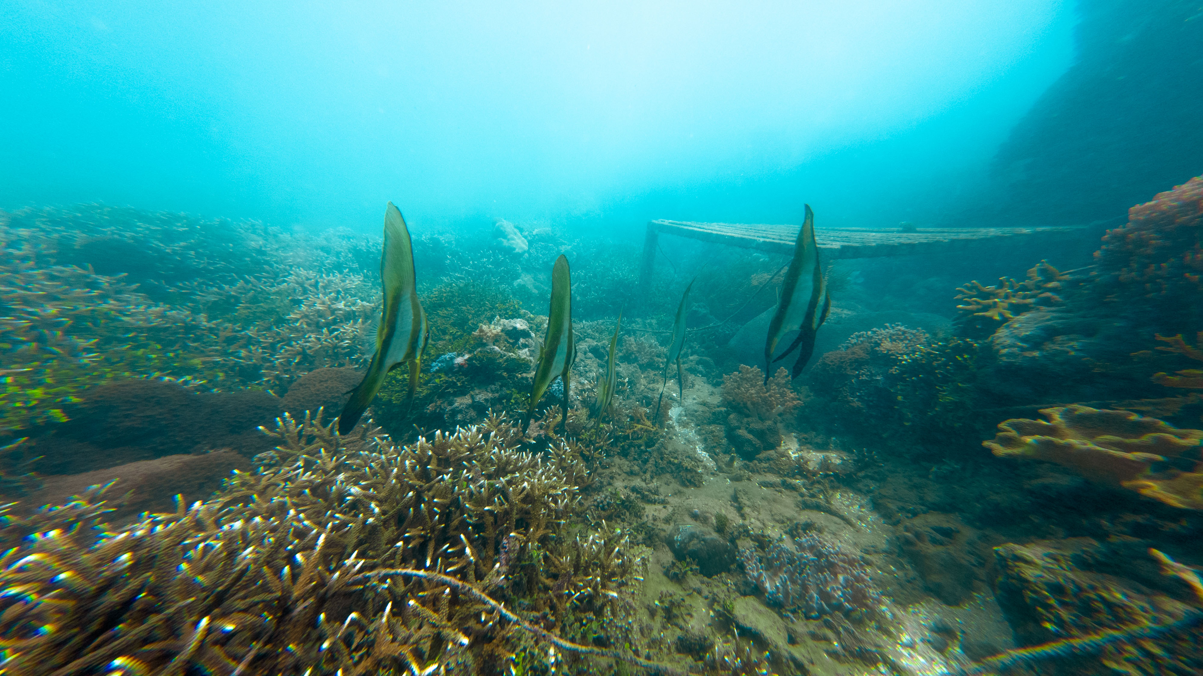 Coral farming progress