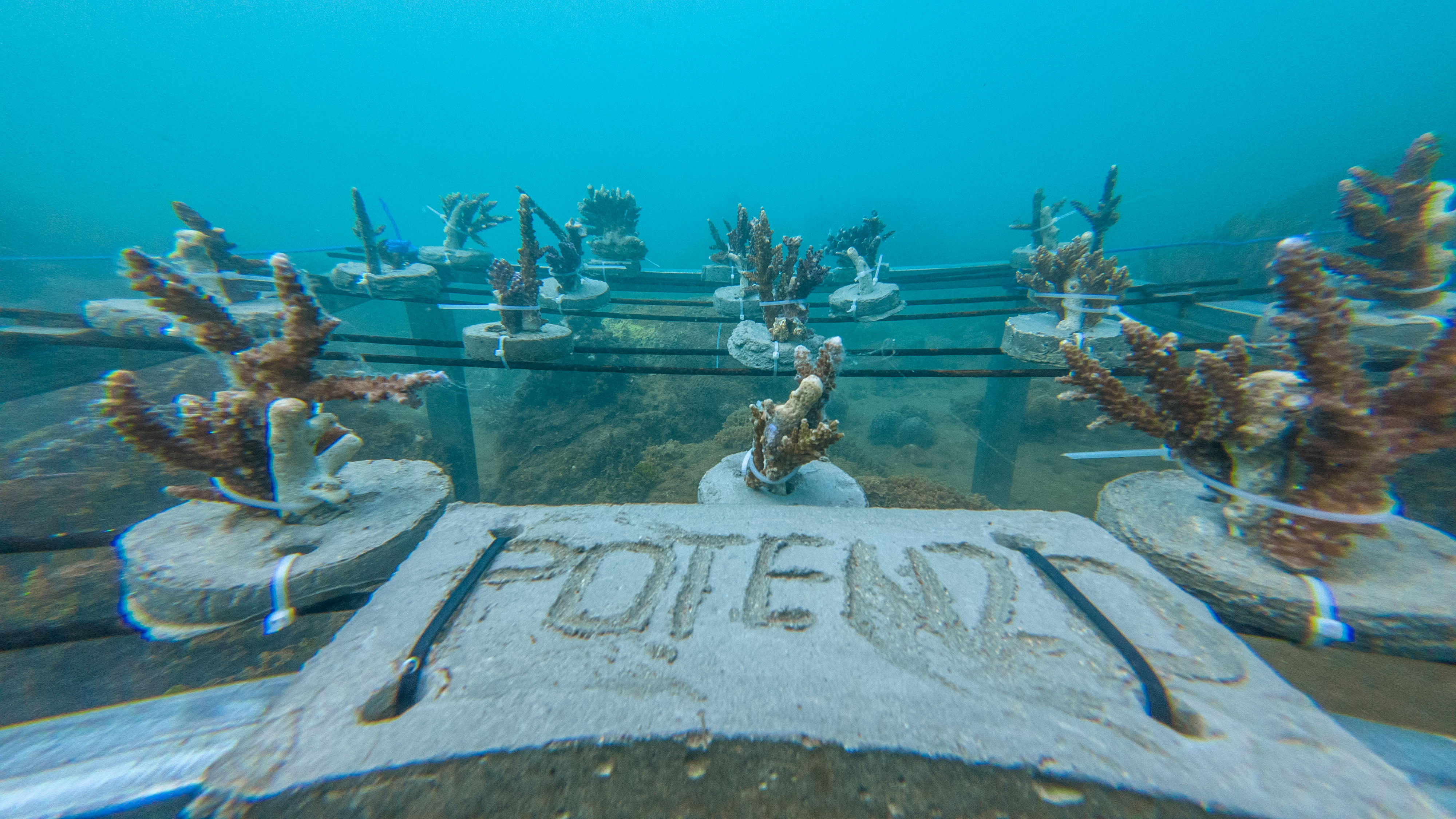 Coral farming progress