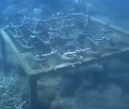 Coral table growth 2023 - Initial fragments