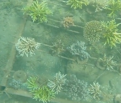 Coral table growth 2024 - One year later